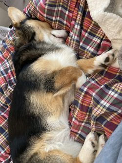 A tricolor corgi is lying on its side, sleeping on a multicolored plaid blanket.