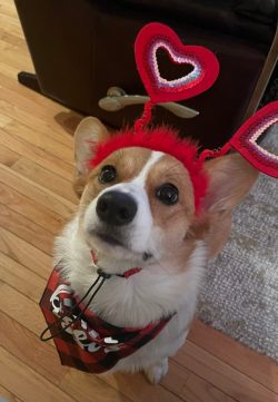 A corgi wearing a red heart headband and a plaid bandana sits on a wooden floor next to a rug.