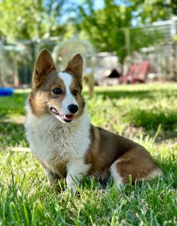A brown and white corgi sits on green grass outdoors with a blurred fence and trees in the background.