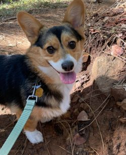 A corgi with a green leash stands on a dirt path outdoors, looking up with its tongue out.