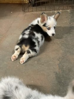 A small, black and white puppy with blue eyes lies on a concrete floor, looking over its shoulder toward the camera.