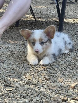 A small, fluffy puppy with large ears lies on gravel next to a person's legs and a metal chair leg.