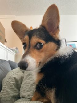 A tricolor corgi dog looks back over its shoulder while sitting on a couch indoors.