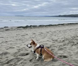 A corgi wearing a harness and leash sits on a sandy beach, facing the ocean under a cloudy sky.
