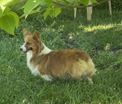 A brown and white corgi stands on green grass under a tree, looking to the left.