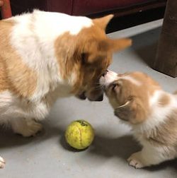 Two dogs, one adult and one puppy, touch noses near a yellow tennis ball on a gray floor indoors.