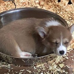 A brown and white puppy is sleeping curled up in a metal bowl, surrounded by wood shavings.