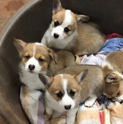 Three brown and white corgi puppies sit in a round bed lined with colorful blankets, looking up at the camera.