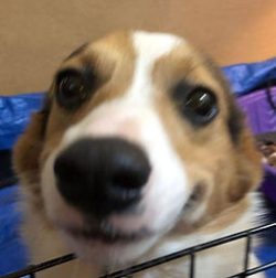 Close-up of a dog's face with a slightly distorted nose, looking through a metal barrier with a blue tarp in the background.