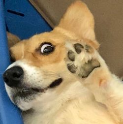 A corgi lies on its side with one paw raised, appearing surprised with wide eyes.