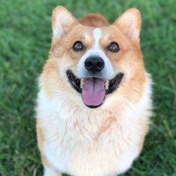 A corgi dog with tan and white fur sits on green grass, looking up with its mouth open and tongue out.