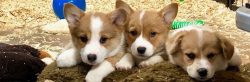 Three corgi puppies lie close together on a blanket in a room with toys and wood shavings scattered on the floor.