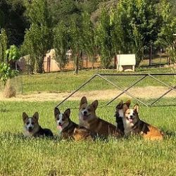 Five corgi dogs are lying together on green grass with trees and a fenced area in the background.
