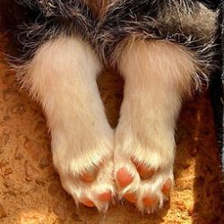 Close-up of two furry animal paws with white fur and pink pads resting on a textured surface.