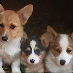 Three young corgi puppies with different coat patterns sit closely together, looking towards the camera.