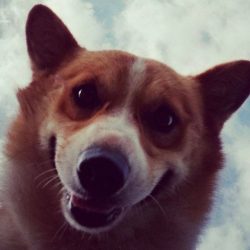 Close-up of a corgi dog looking down at the camera with a slight smile, set against a cloudy sky background.