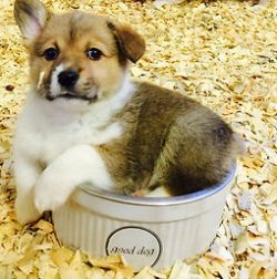 A small puppy sits curled up in a white bowl labeled "good day," surrounded by wood shavings.