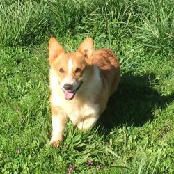 A brown and white corgi walks on green grass, facing the camera with its mouth open and ears up.