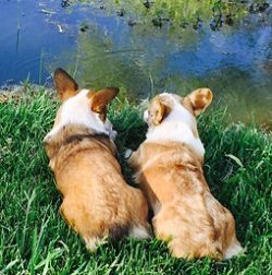 Two corgis lie side by side on green grass near the edge of a pond, looking toward the water.