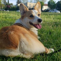 A corgi lies on grass in a park, looking back over its shoulder with its mouth open and tongue out.
