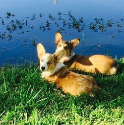 Two brown and white corgis lie on green grass by the edge of a pond, looking toward the camera.