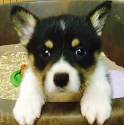 A black, white, and tan puppy with pointy ears looks up from the edge of a brown container.