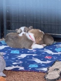 Three puppies are cuddled together, lying on a blue blanket with unicorn designs next to a piece of patterned carpet.