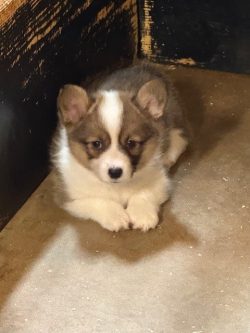 A small, fluffy puppy with brown and white fur lies on a concrete floor near a dark-colored, worn wall.
