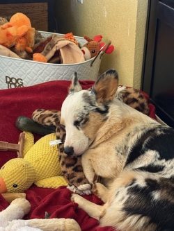 A dog lies on a red blanket, resting its head on a stuffed animal, surrounded by toys.