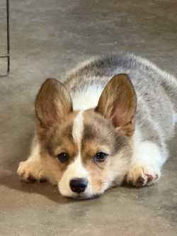 A corgi puppy lies on a concrete floor with its head resting between its front paws, looking forward.