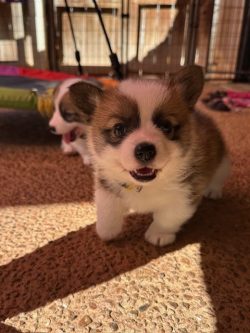 A fluffy brown and white puppy stands on a textured floor with another puppy blurred in the background.