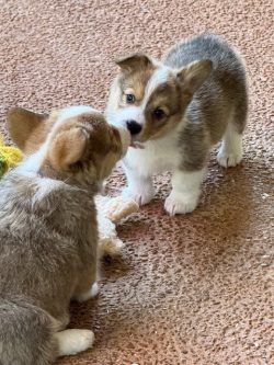 Two small puppies face each other on a textured floor, appearing to sniff or touch noses.