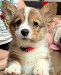 A brown and white puppy with a red collar looks at the camera, with blurred people in the background.