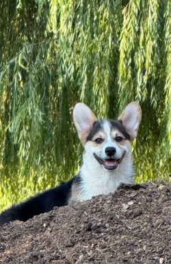 A tricolor corgi dog stands behind a mound of dirt, with green foliage in the background.