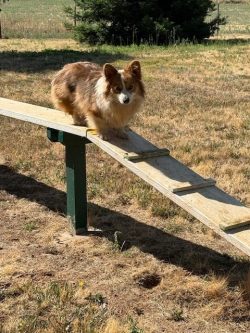 A small brown and white dog stands on a wooden ramp in a dry, grassy outdoor area.