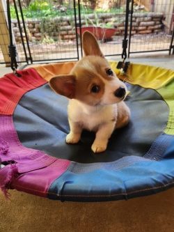 A small brown and white puppy sits on a colorful circular swing, tilting its head, with a fenced yard in the background.