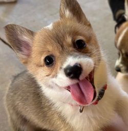 A small brown and white puppy with its tongue out looks up at the camera, wearing a collar indoors.