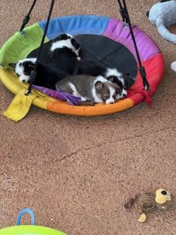 Three puppies are lying together on a colorful round swing, with a toy lying on the ground nearby.