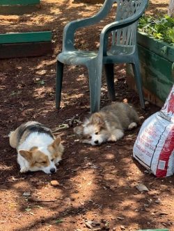 Two corgis are lying on dirt in the shade next to a plastic chair and a bag of soil in a garden area.