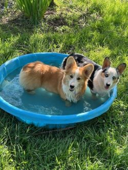 Two corgis stand in a blue plastic kiddie pool filled with water on a grassy lawn.