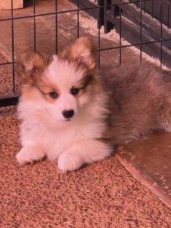 Fluffy brown and white puppy lying on textured ground near a metal fence, looking straight ahead.