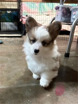 A fluffy brown and white puppy stands on a concrete floor inside a room with metal cages and storage containers.