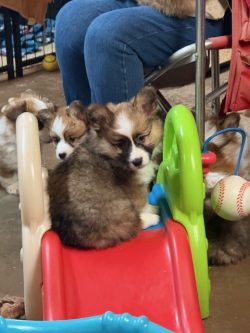 Three fluffy puppies sit on a small red plastic slide near a person’s legs and a baseball, indoors.