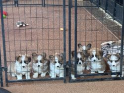 Six fluffy puppies sit behind a metal gate on a brown floor, looking through the bars into the camera.