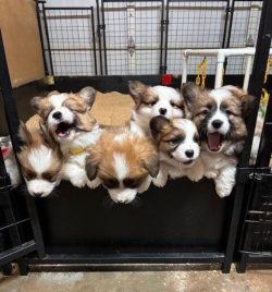 Six fluffy puppies with brown and white fur lean over the edge of a black pen, some yawning, in an indoor kennel.