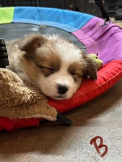 A small puppy with brown and white fur sleeps on a colorful round pet bed next to a brown plush toy.