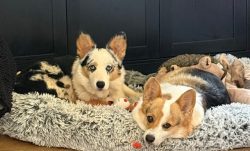 Two dogs lying on a fluffy dog bed, surrounded by plush toys, looking toward the camera.