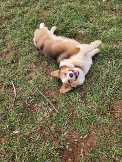 A brown and white dog lies on its back on grass, looking up with its tongue out.