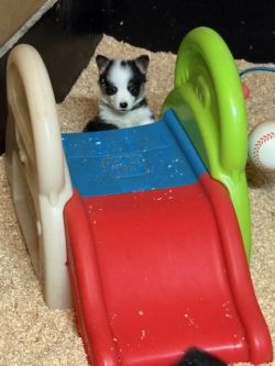 A small black and white puppy sits behind a colorful plastic slide in a play area with wood shavings on the floor.