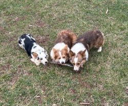 Three corgis are on grass; two share a stick while the third lies nearby, gripping the stick’s end.